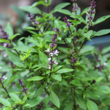 Thaise basilicum of Ocimum basilicum 'Siam Queen'