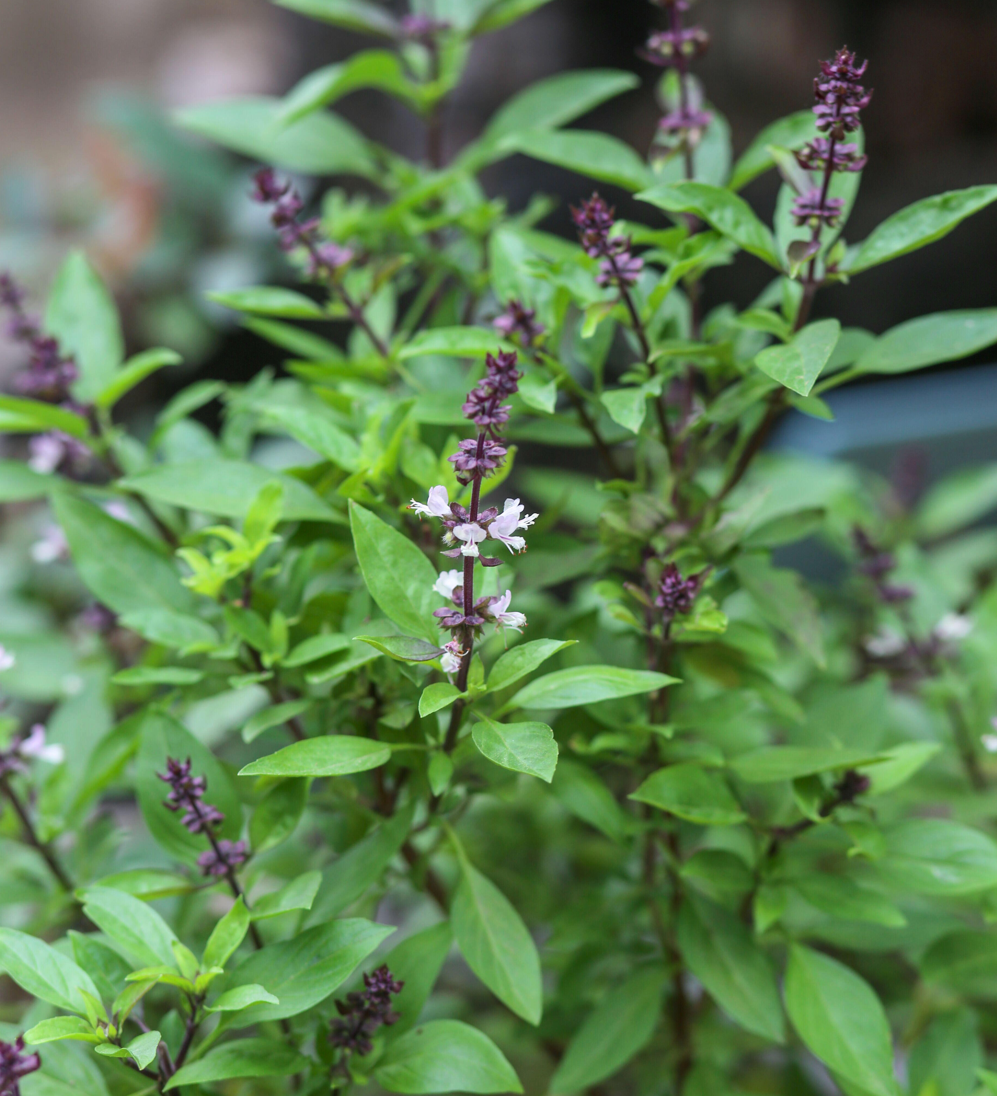 Thaise basilicum of Ocimum basilicum 'Siam Queen'