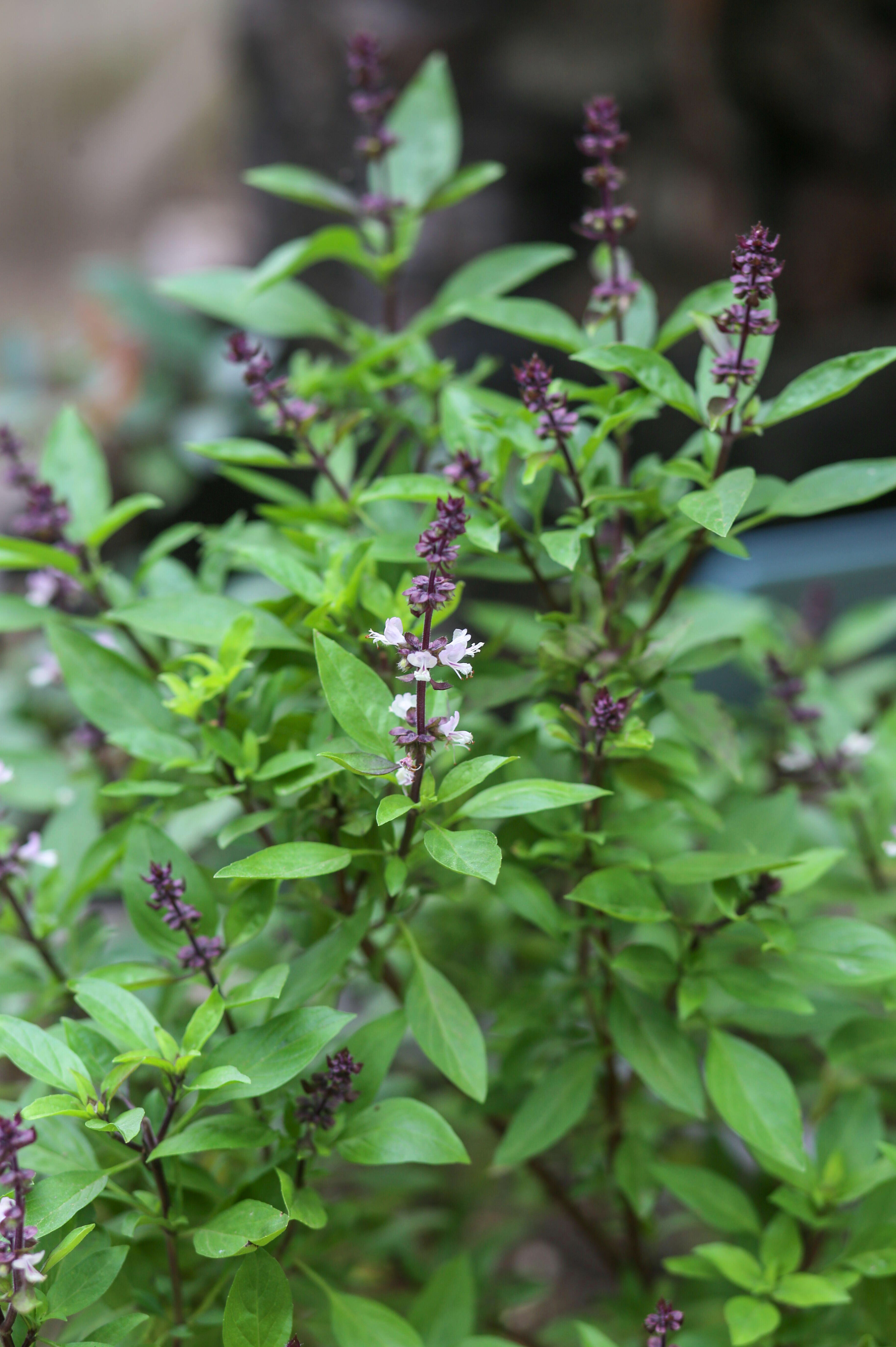 Thaise basilicum of Ocimum basilicum 'Siam Queen'