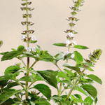 Ocimum basilicum 'Magic White'