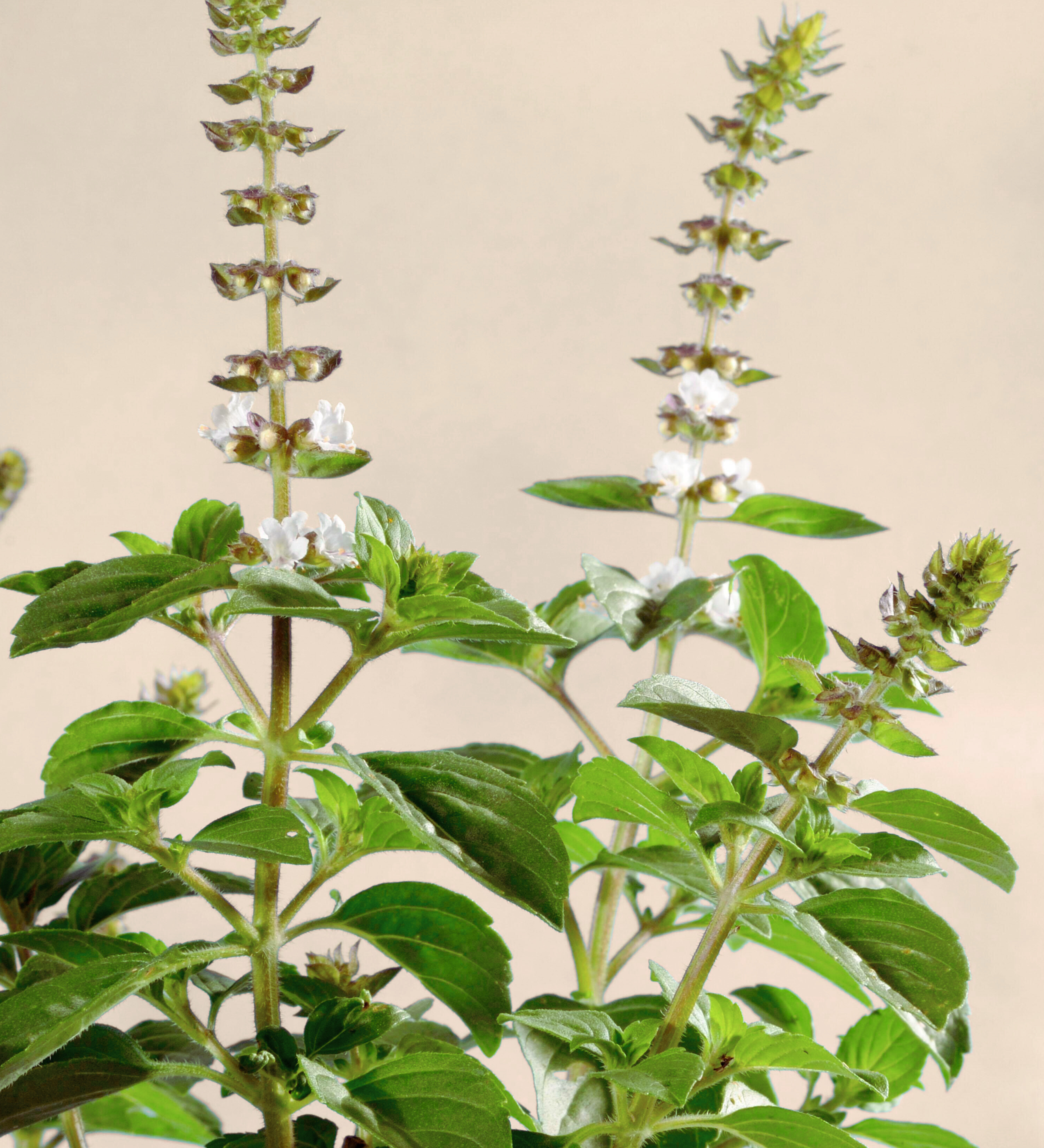 Ocimum basilicum 'Magic White'