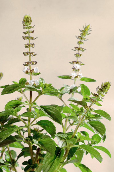 Witte stekbasilicum