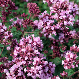 Marjolein of Origanum 'Rosenkuppel'