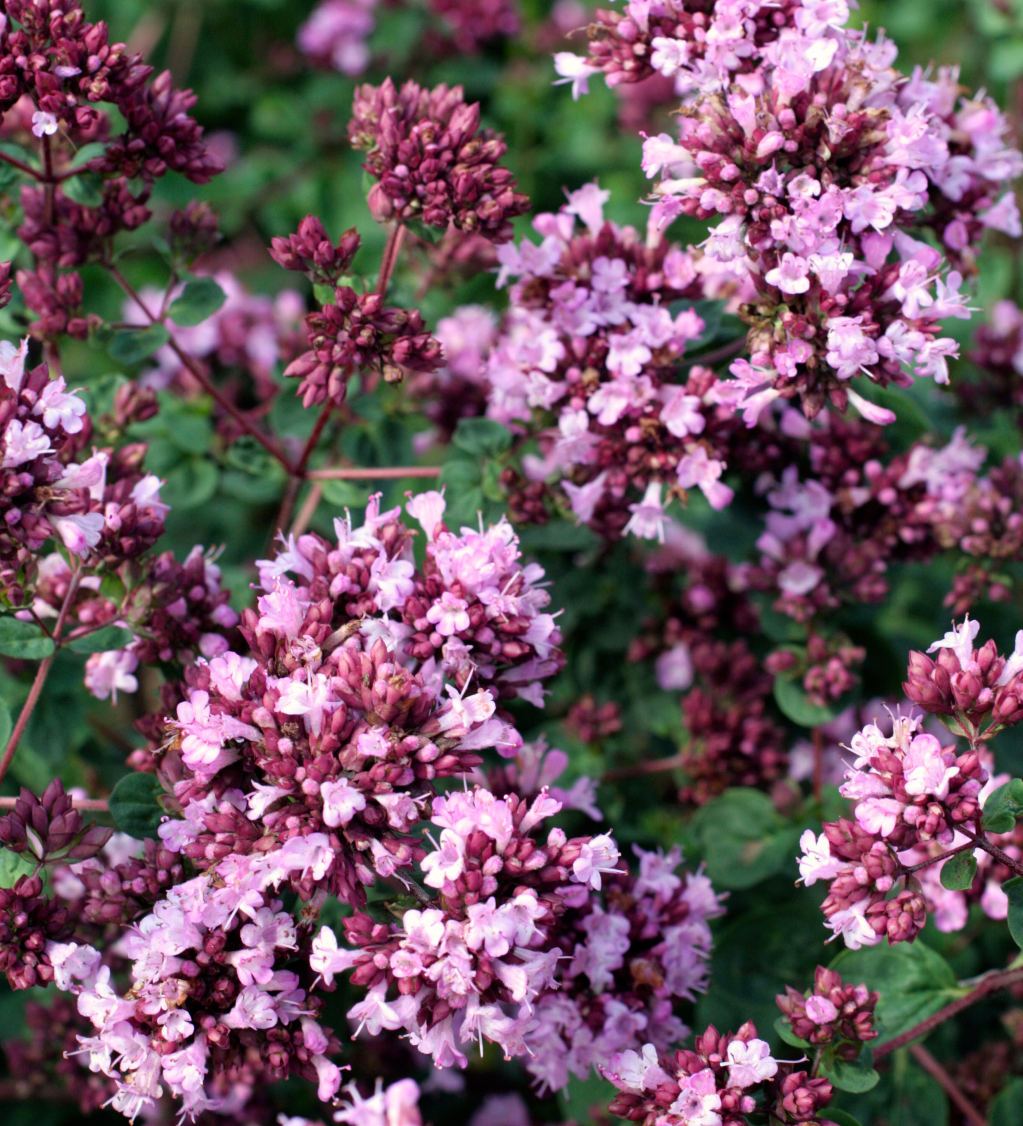 Marjolein of Origanum 'Rosenkuppel'
