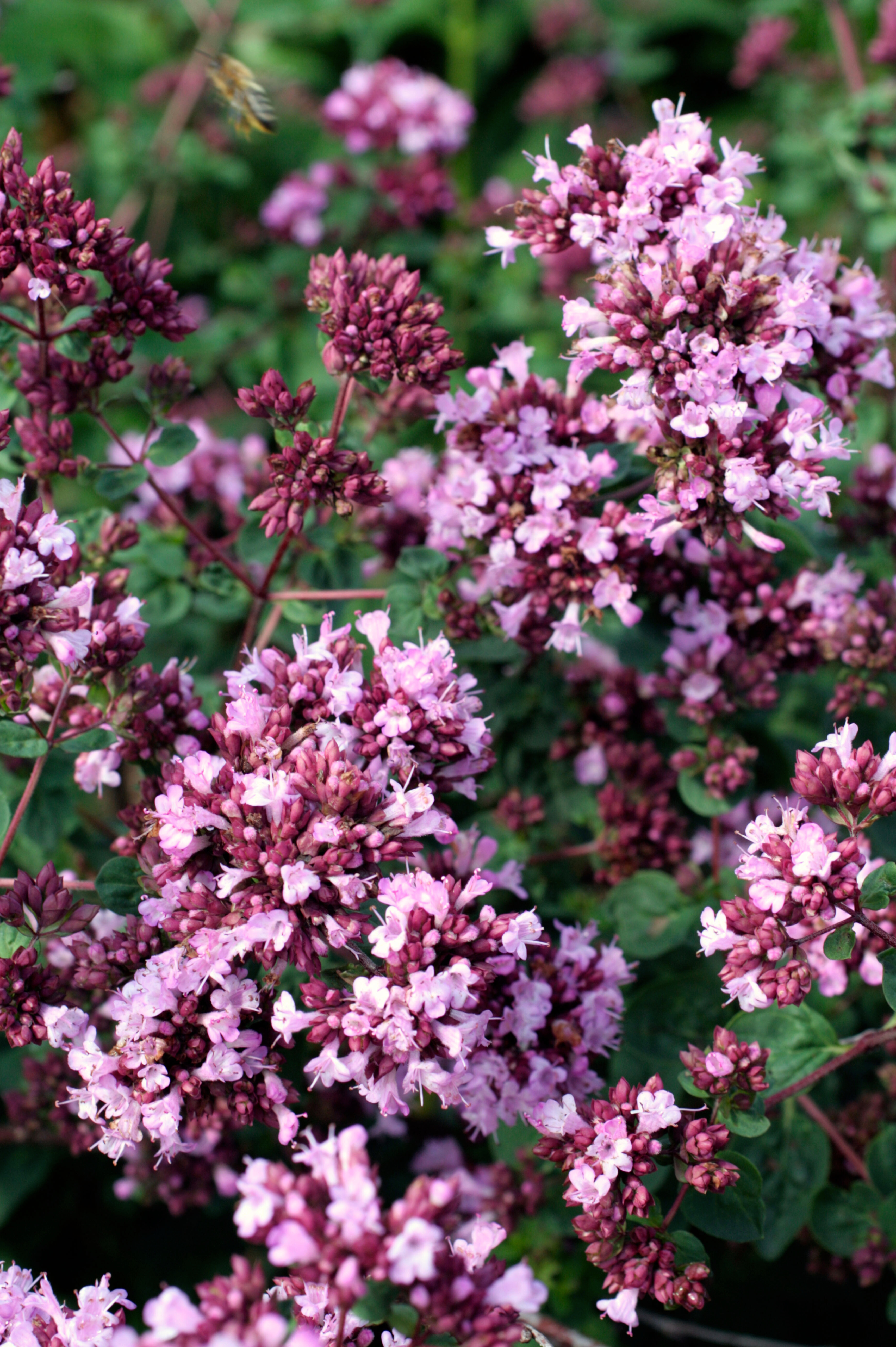 Marjolein of Origanum 'Rosenkuppel'