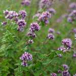 Wilde marjolein of Origanum vulgar
