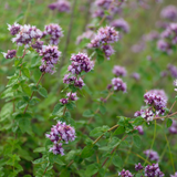 Wilde marjolein of Origanum vulgar
