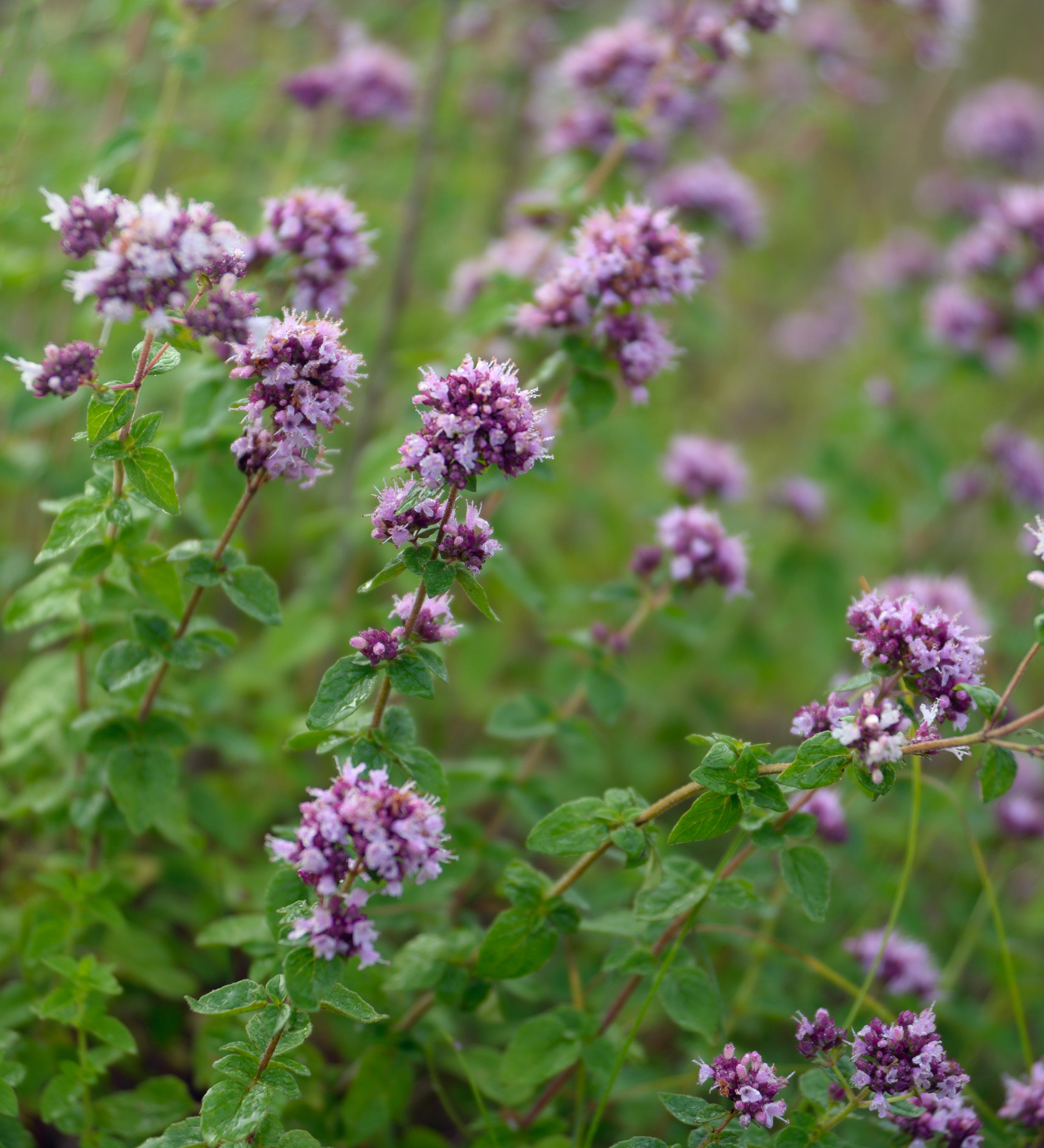 Wilde marjolein of Origanum vulgar