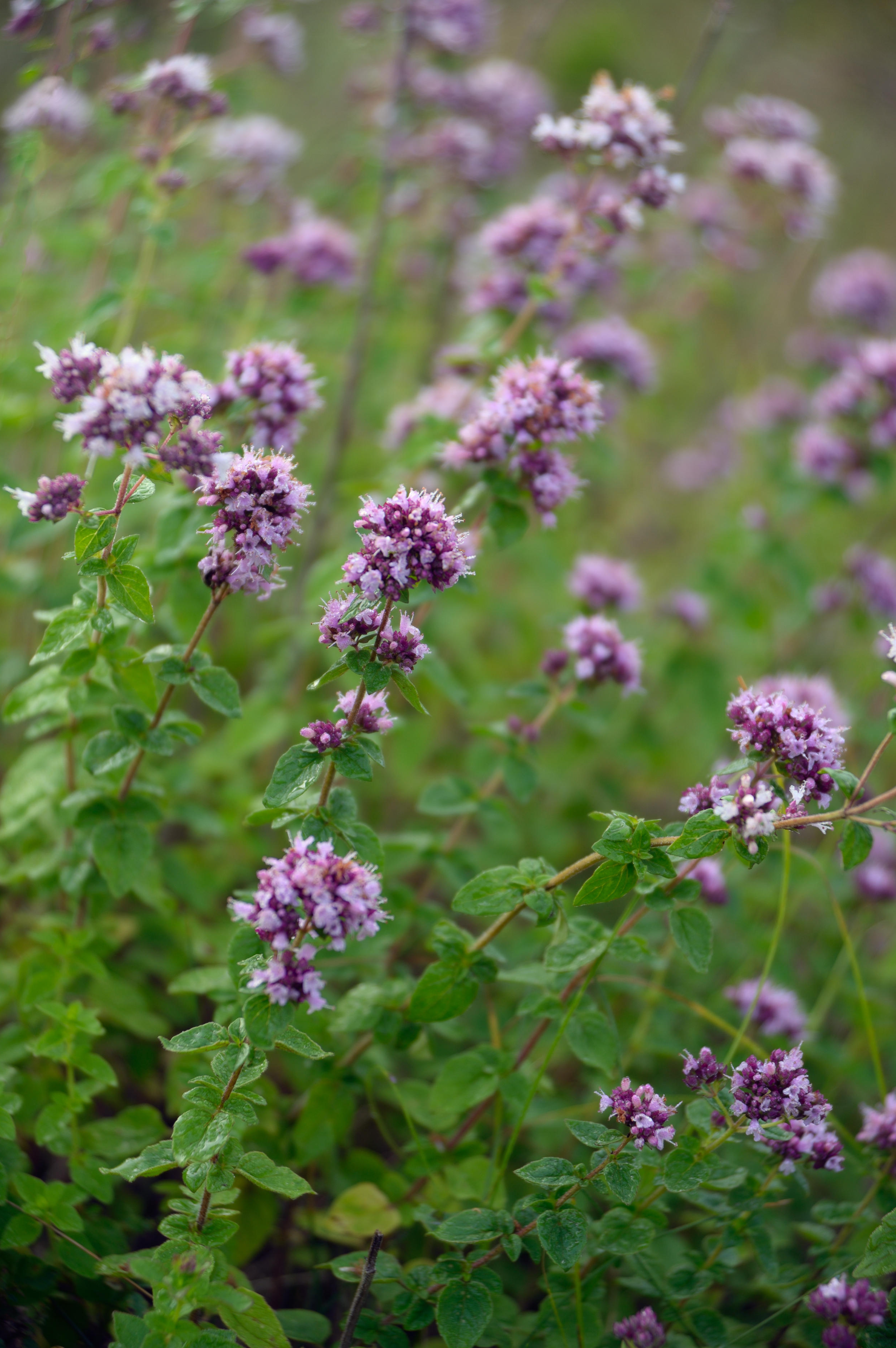 Wilde marjolein of Origanum vulgar