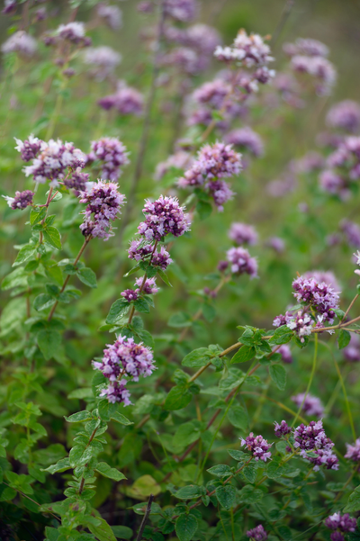 Wilde marjolein