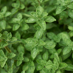 Marjolein of Origanum vulgare 'Hot and Spicy'