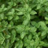 Marjolein of Origanum vulgare 'Hot and Spicy'