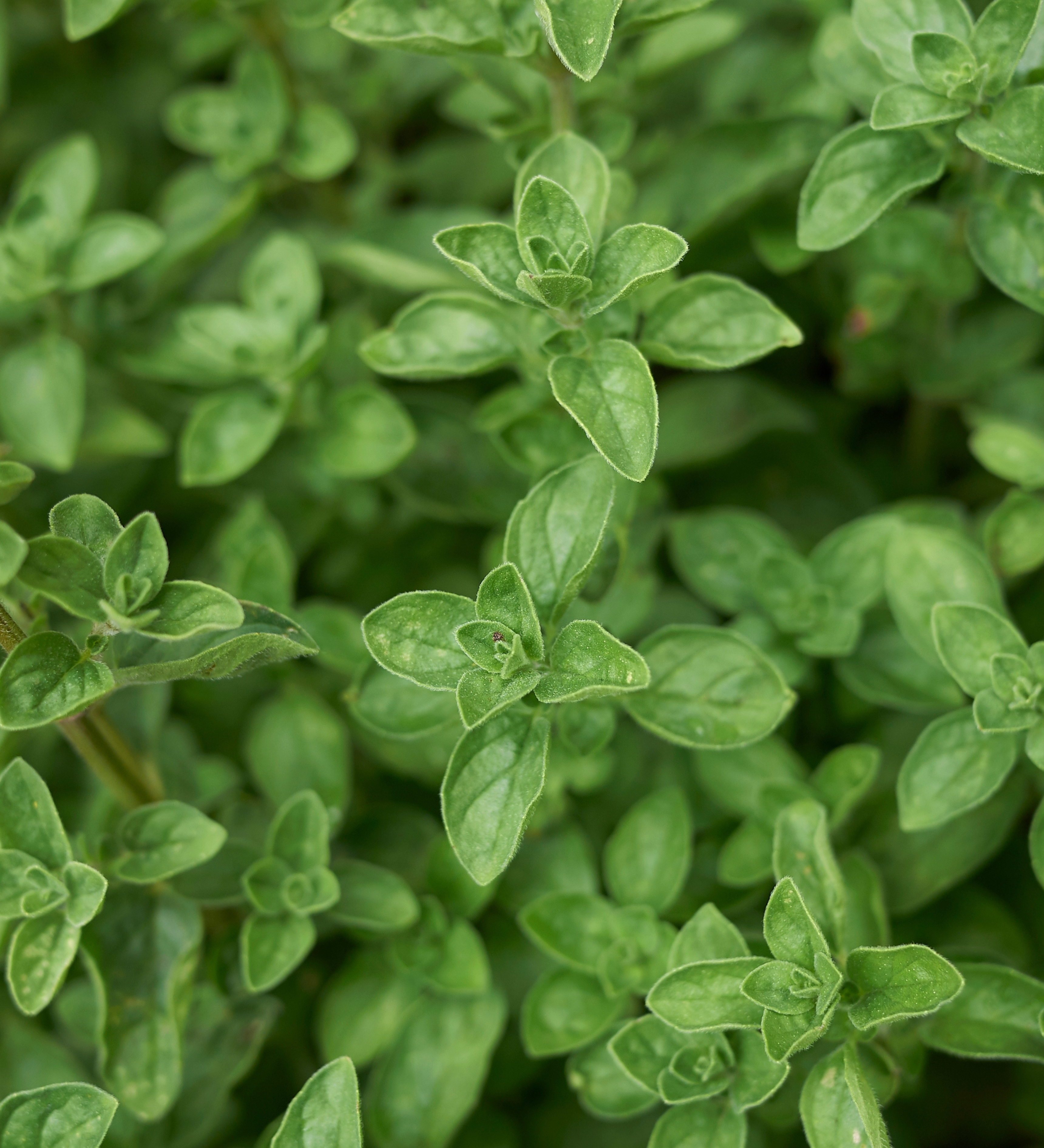 Marjolein of Origanum vulgare 'Hot and Spicy'