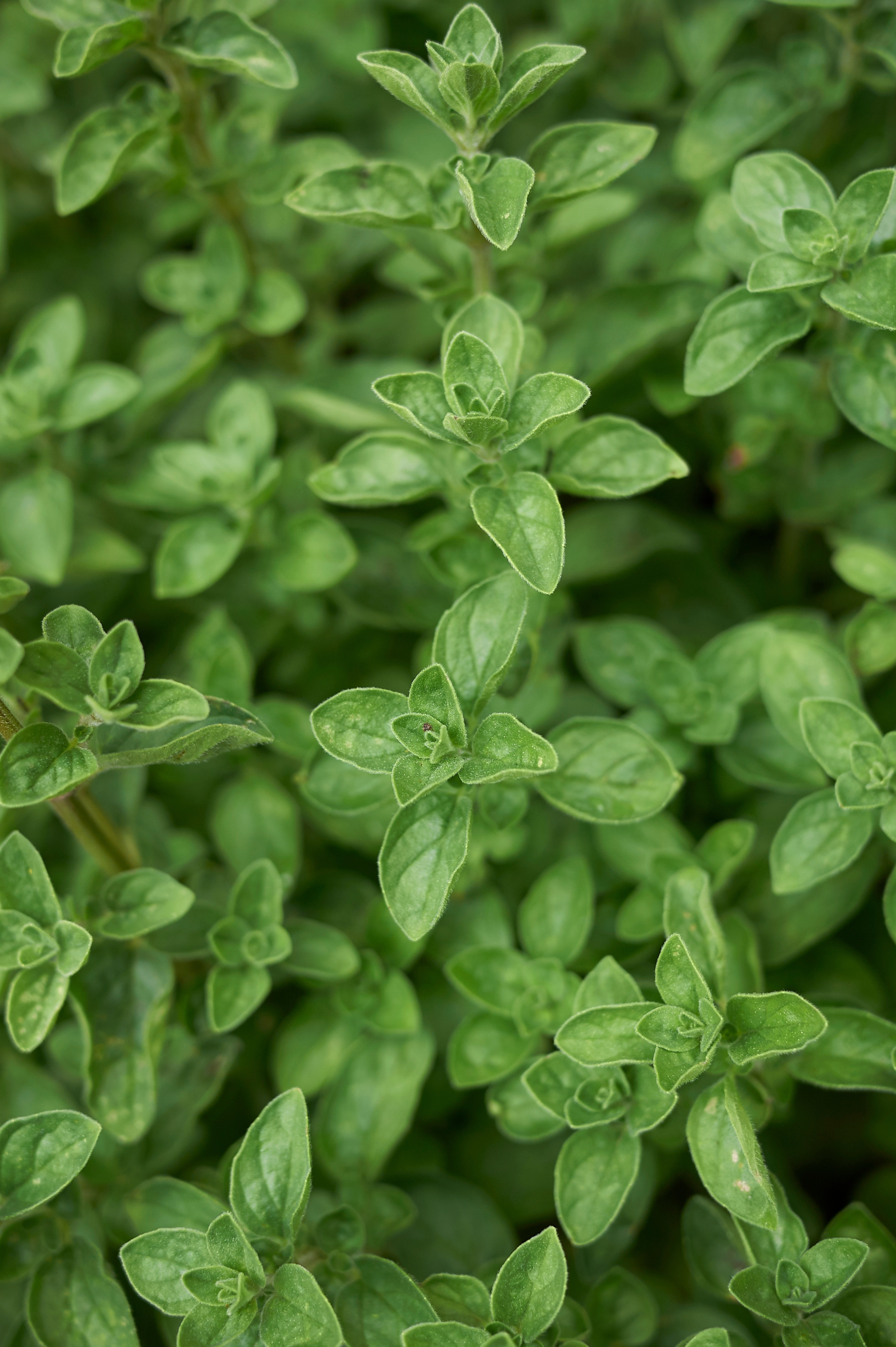 Marjolein of Origanum vulgare 'Hot and Spicy'