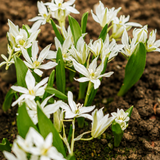 Ornithogalum oligophyllum 'White Trophy' BIO