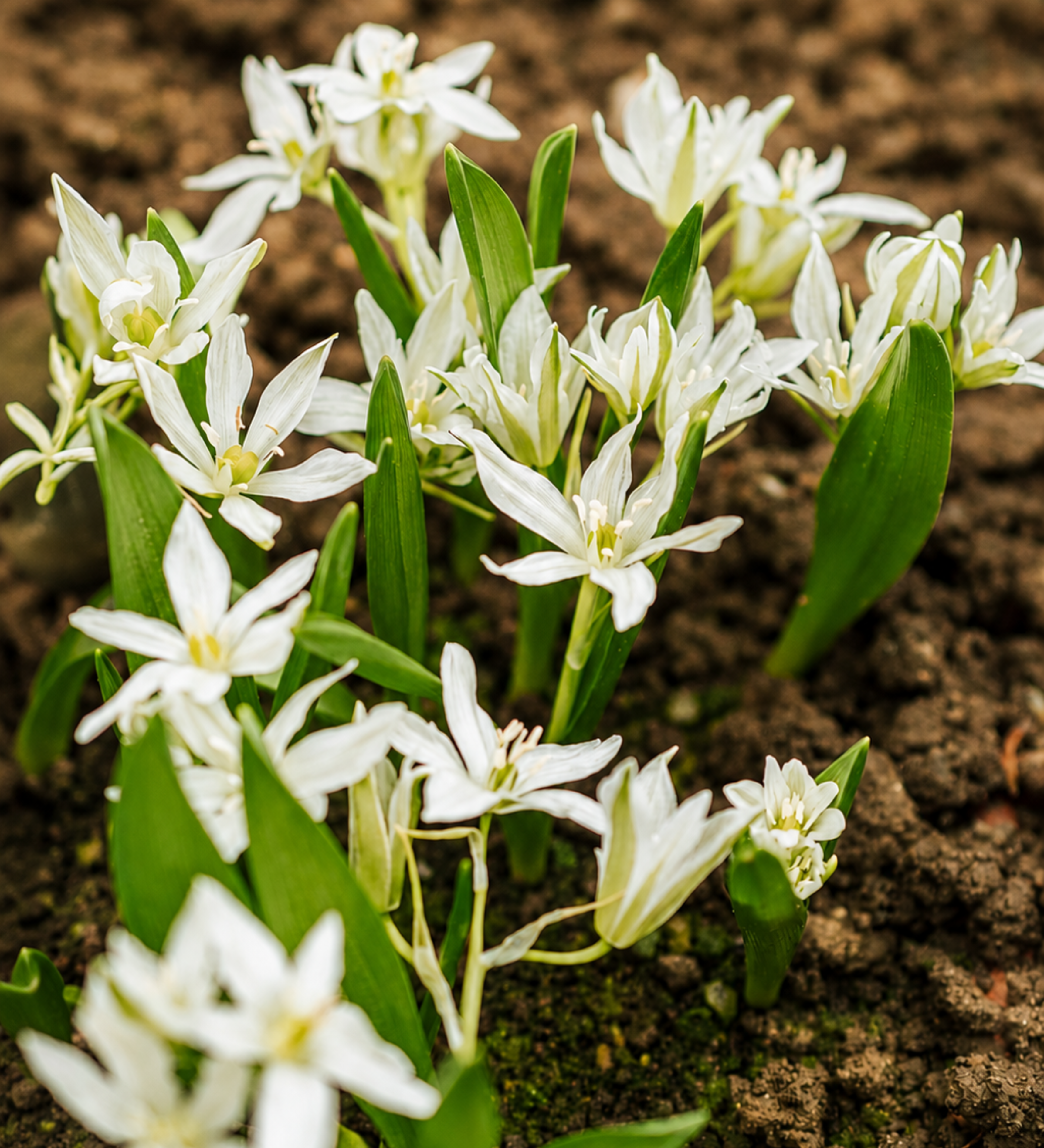 Ornithogalum oligophyllum 'White Trophy' BIO