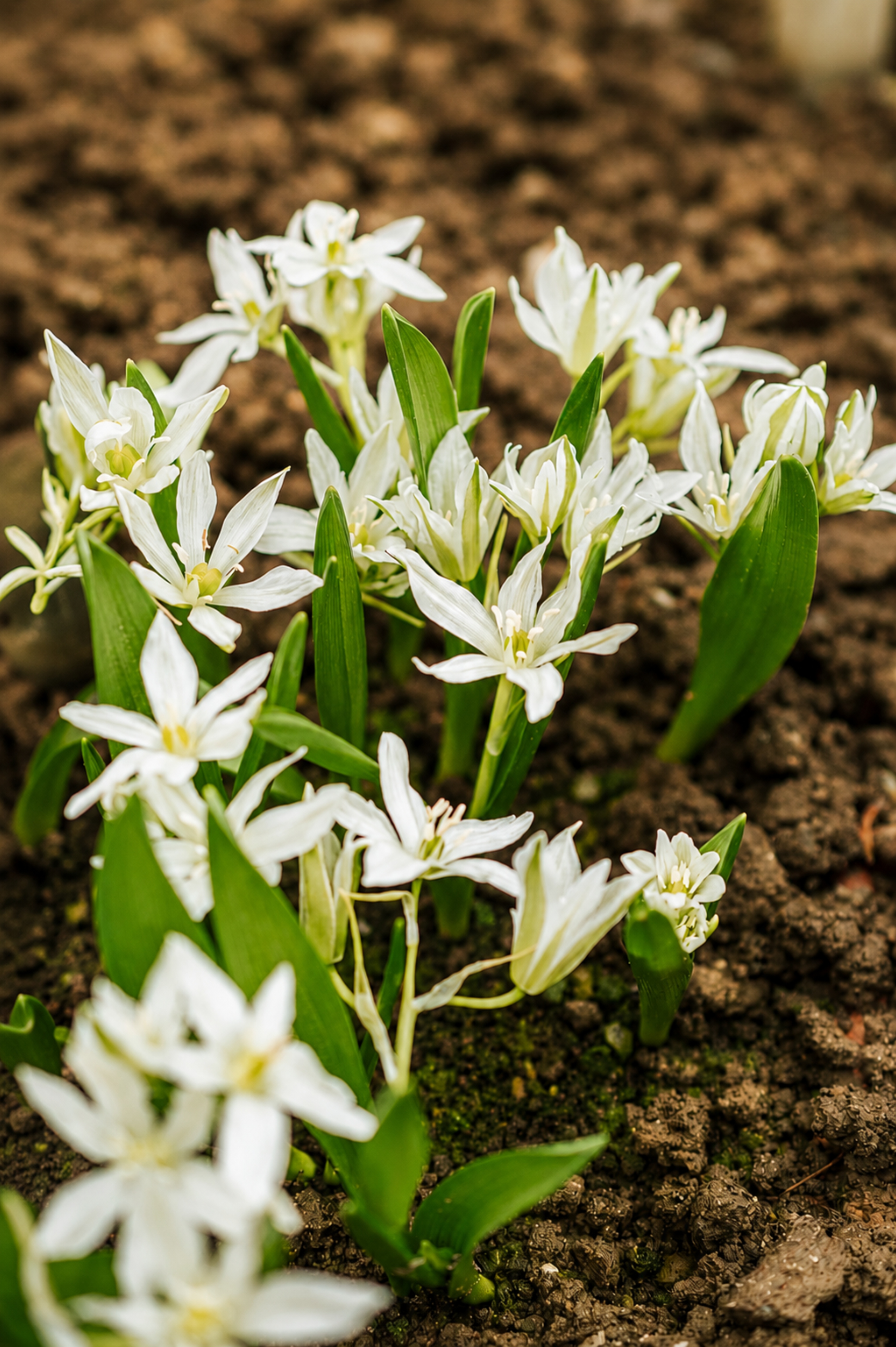 Ornithogalum oligophyllum 'White Trophy' BIO