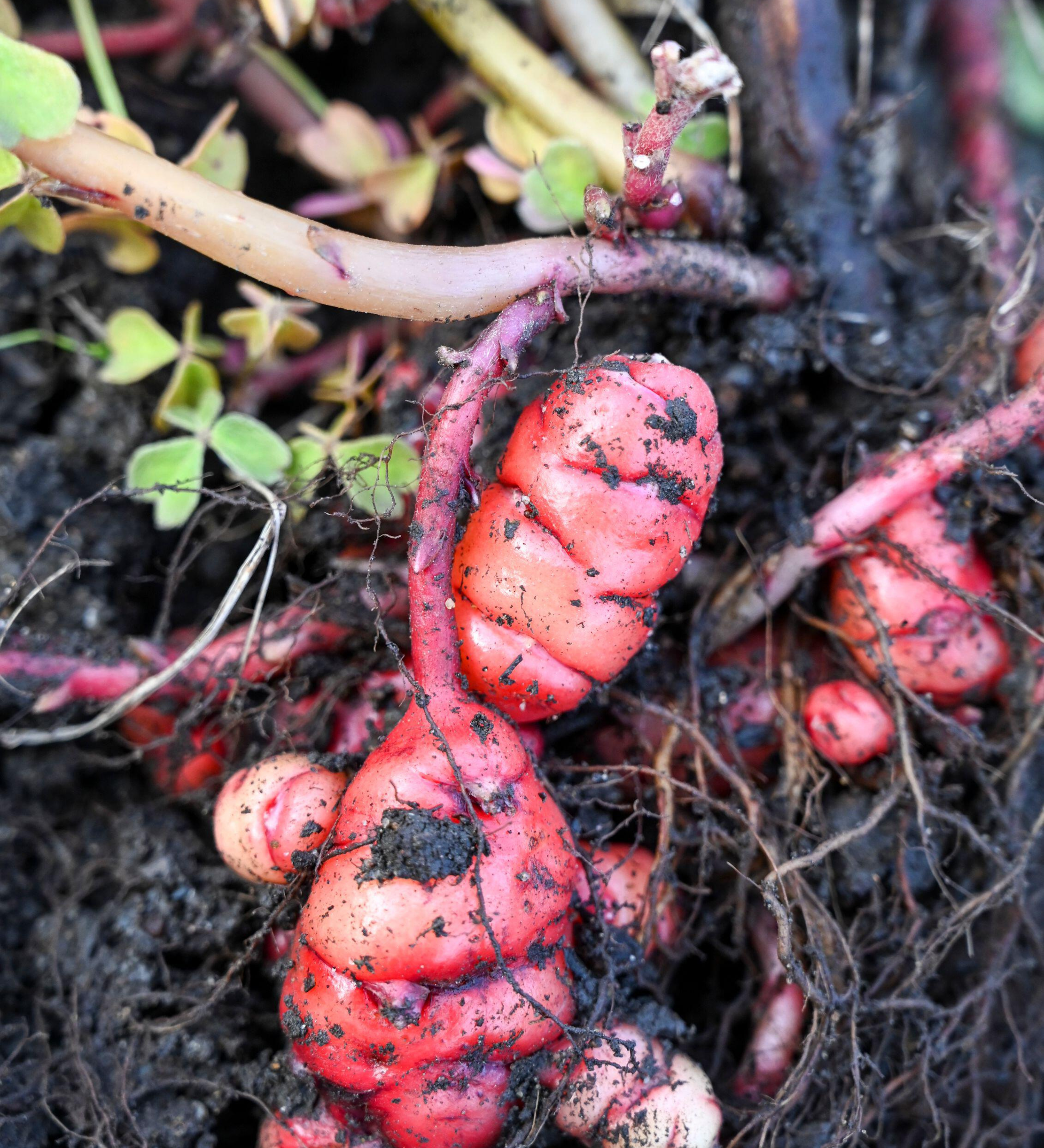 Klaverzuring of Oxalis tuberosa 'Pink'