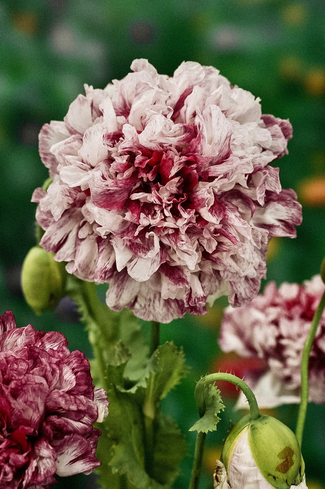 Papaver somniferum &