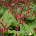 Persicaria amplexicaulis 'Blackfield'