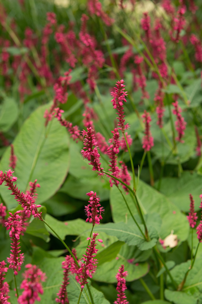 Persicaria amplexicaulis 'Blackfield'