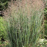 Panicum virgatum 'Heiliger Hain'-Angelo
