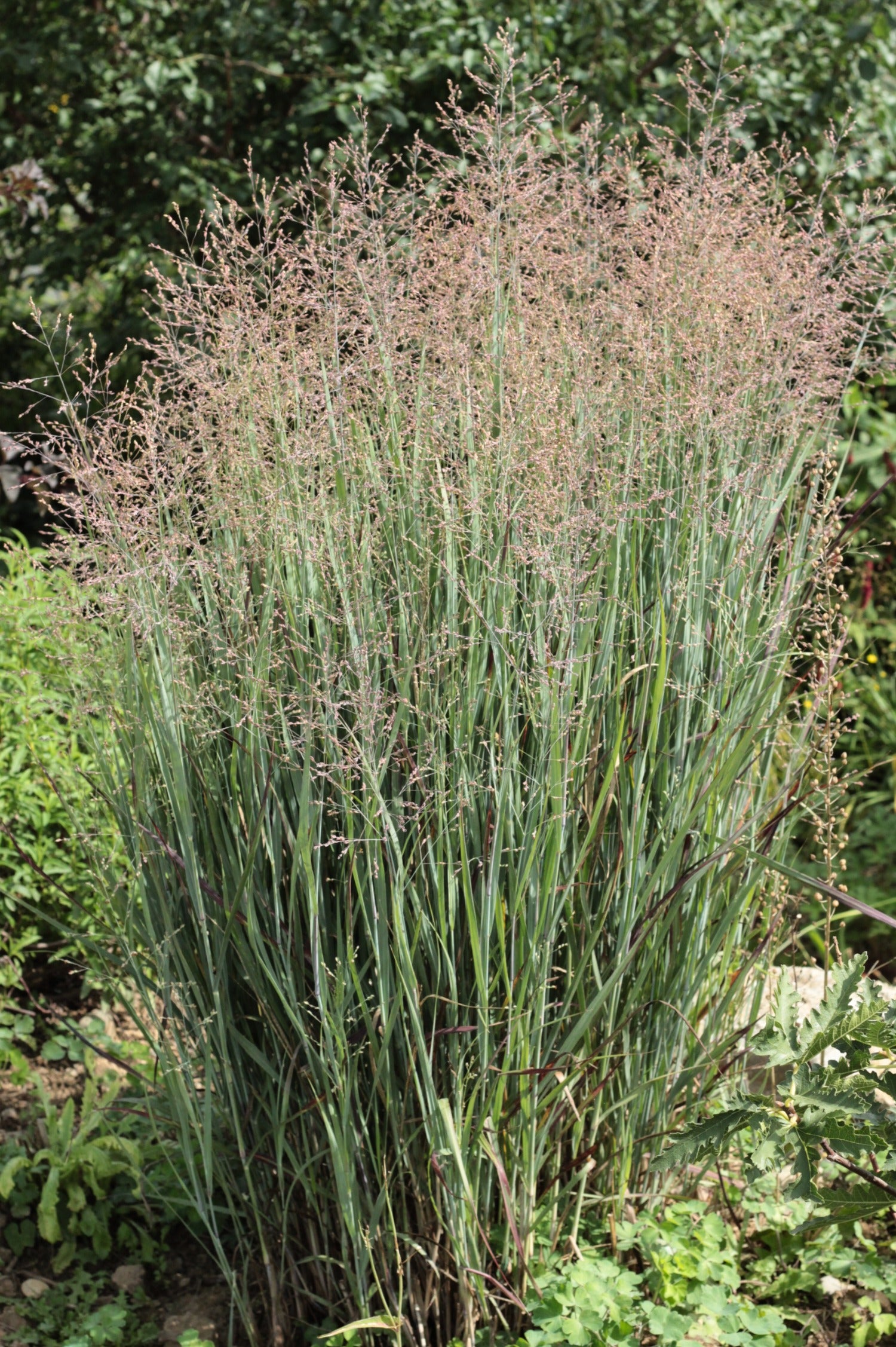 Panicum virgatum 'Heiliger Hain'-Angelo