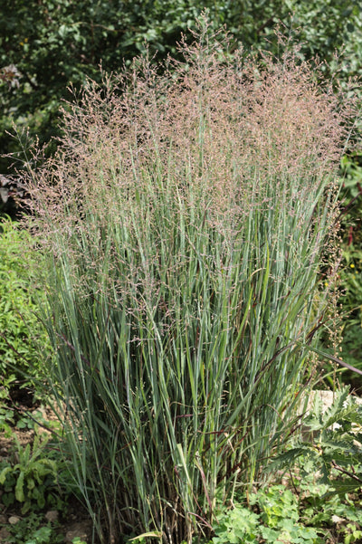 Panicum virgatum 'Heiliger Hain'