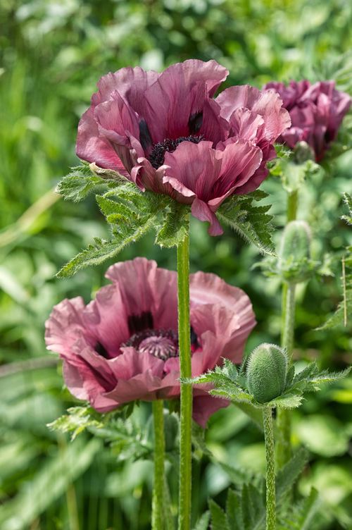 Papaver orientale 'Patty's Plum'