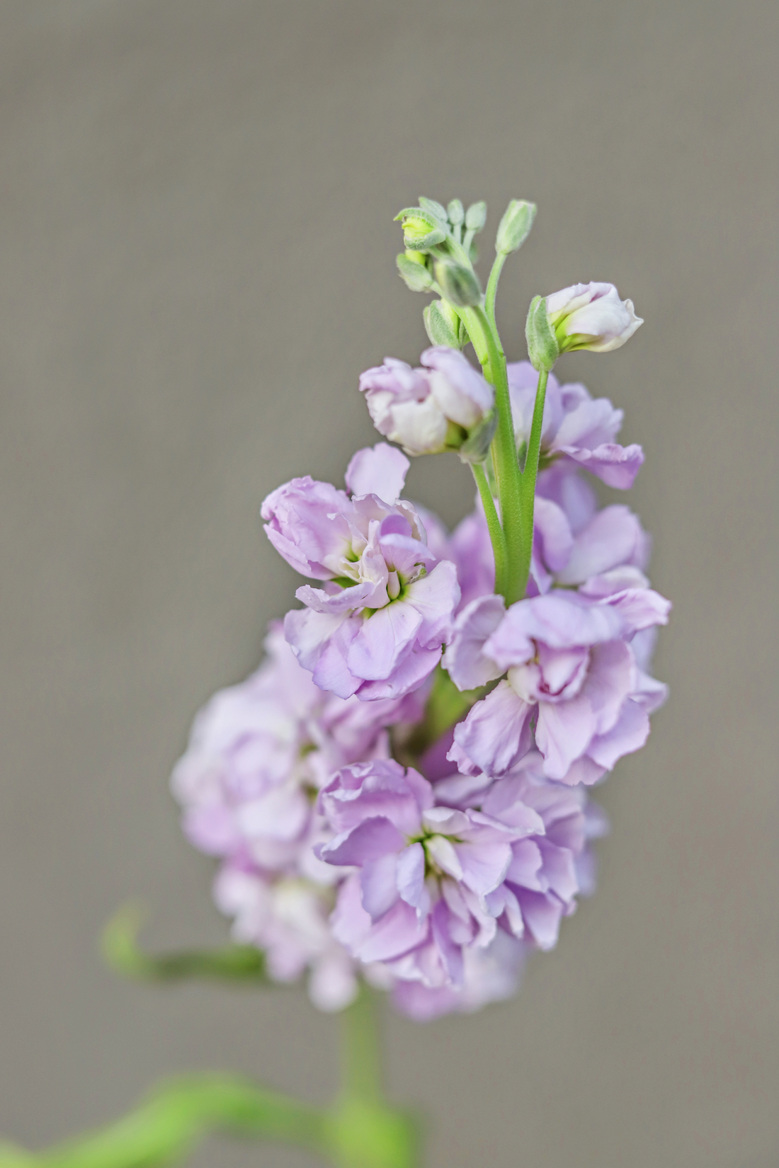 Matthiola incana &