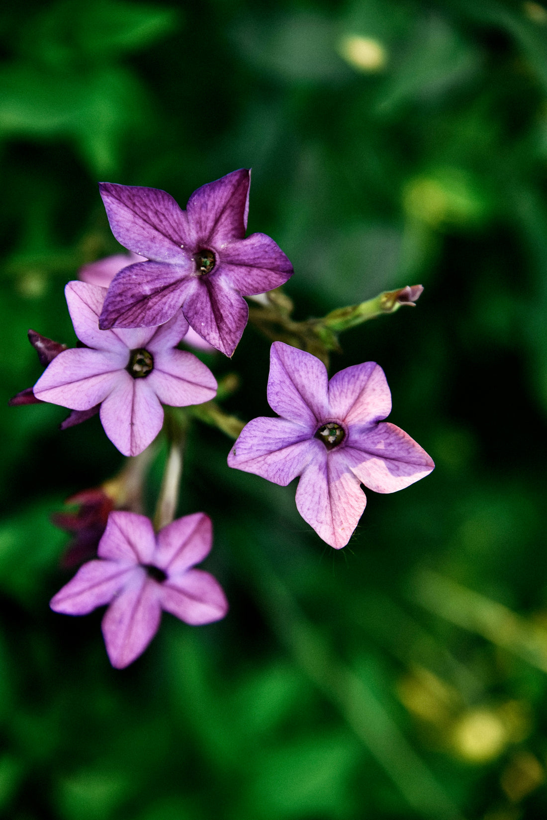 Nicotiana &