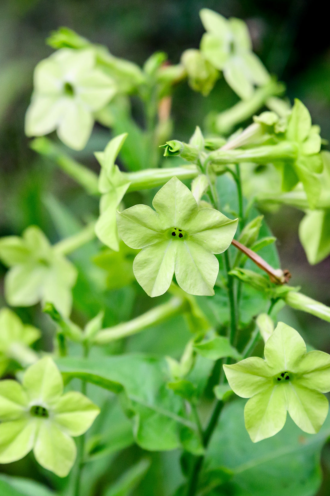 Nicotiana sanderae &