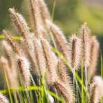 Pennisetum alopecuroides 'Cassian'-Angelo