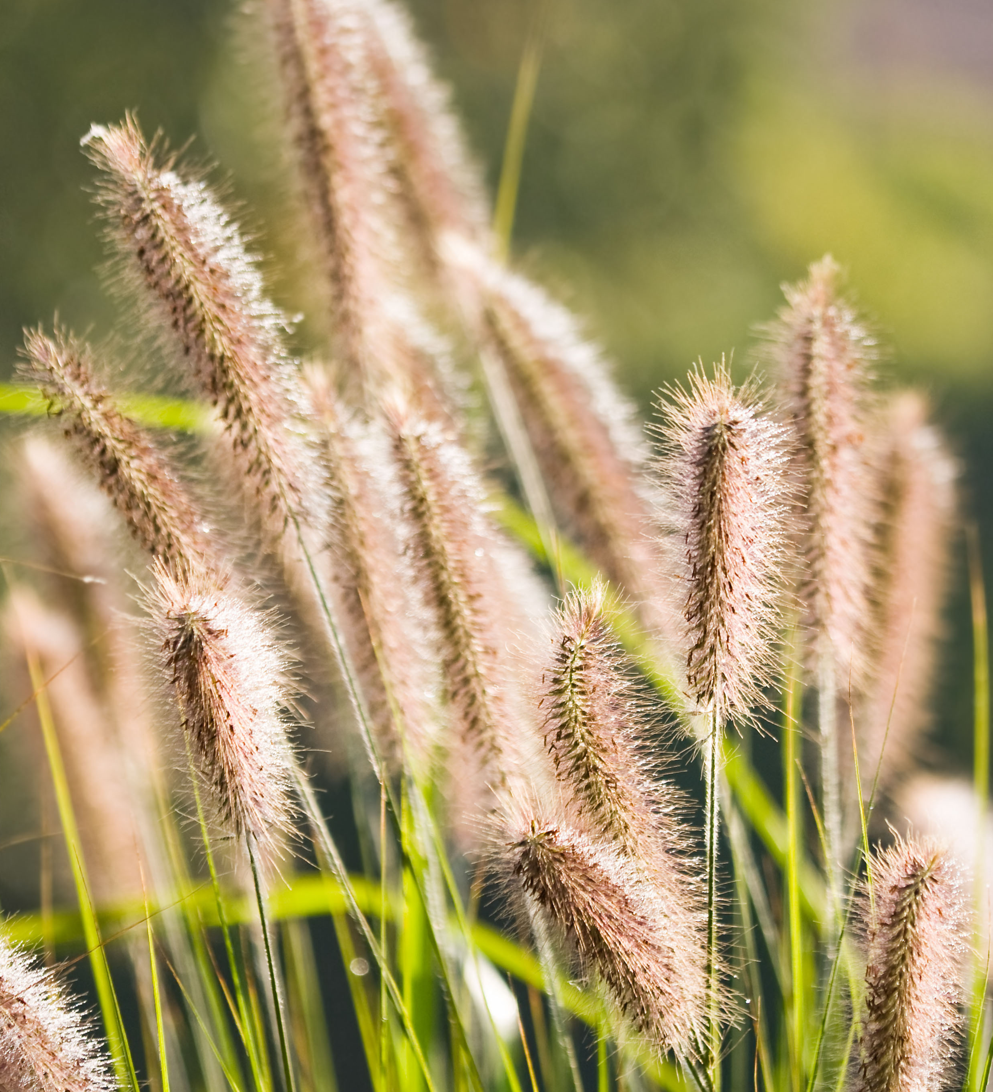 Pennisetum alopecuroides 'Cassian'-Angelo