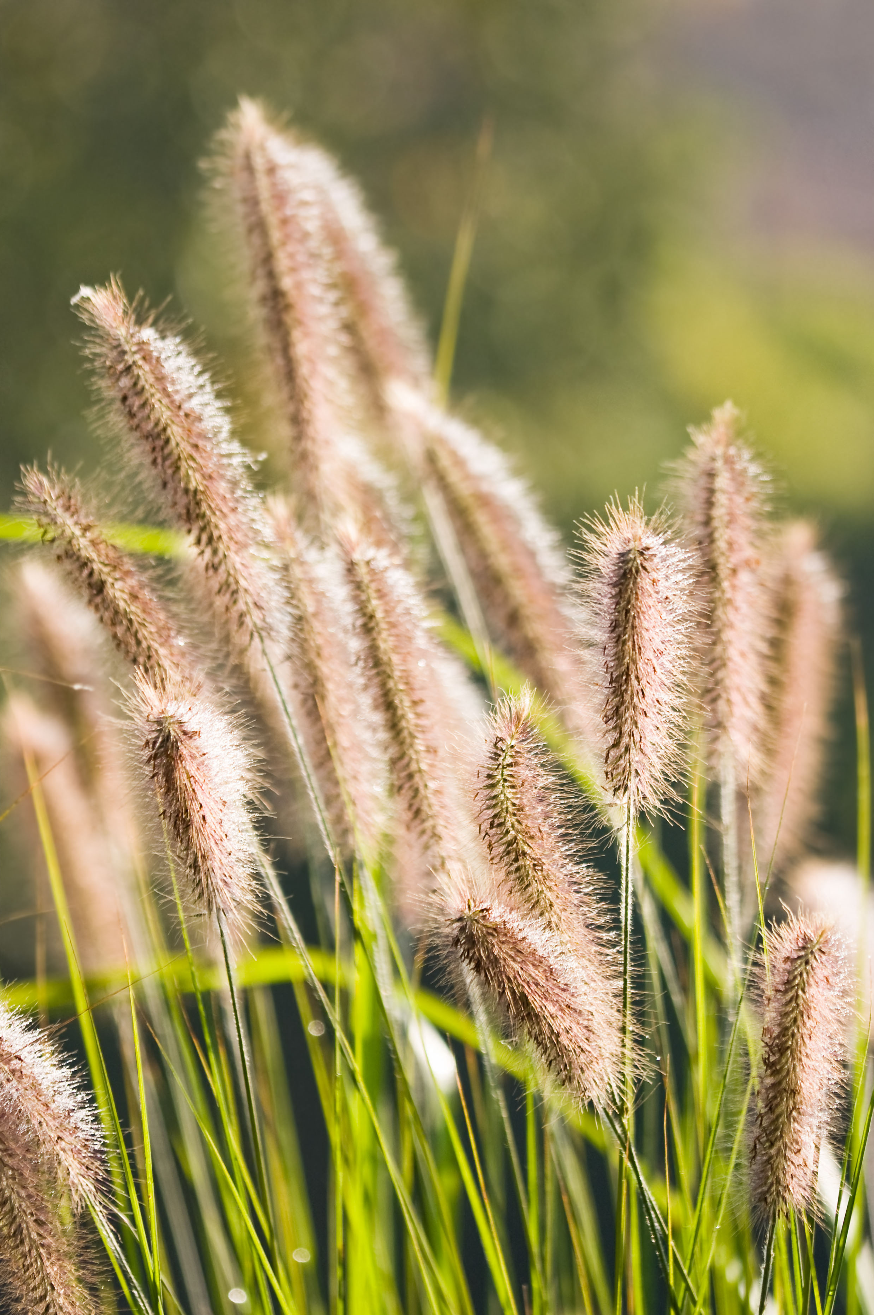 Pennisetum alopecuroides 'Cassian'-Angelo