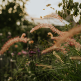 Pennisetum of lampepoetsersgras orientale 'Flamingo'