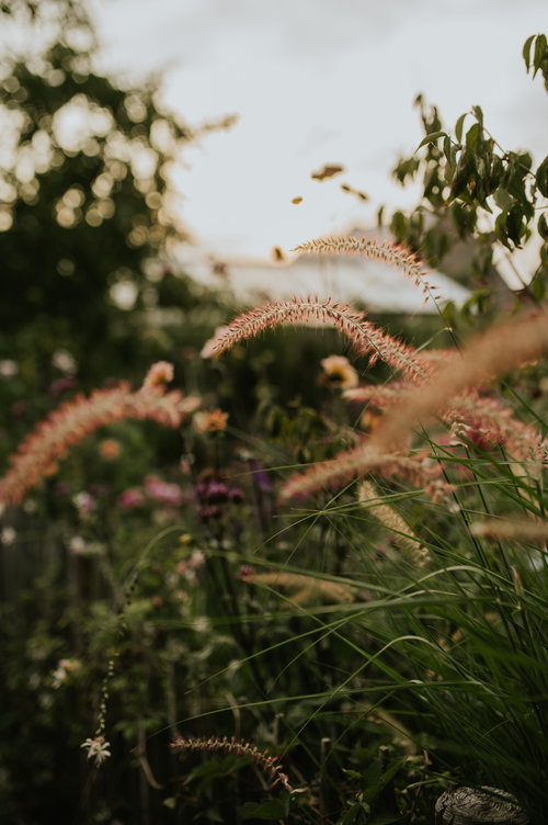 Pennisetum orientale 'Flamingo'