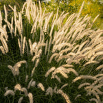Pennisetum orientale - lampenpoetsersgras vaste plant