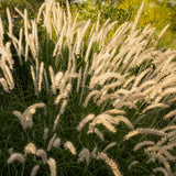 Pennisetum orientale - lampenpoetsersgras vaste plant