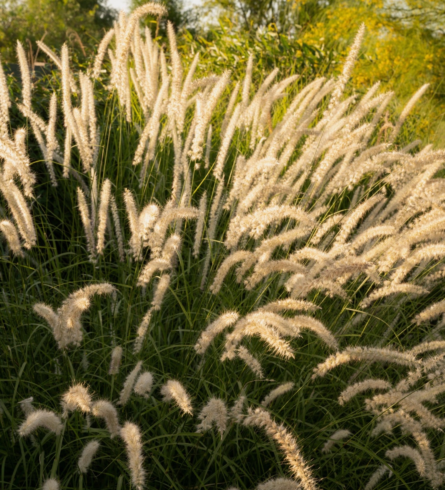 Pennisetum orientale - lampenpoetsersgras vaste plant