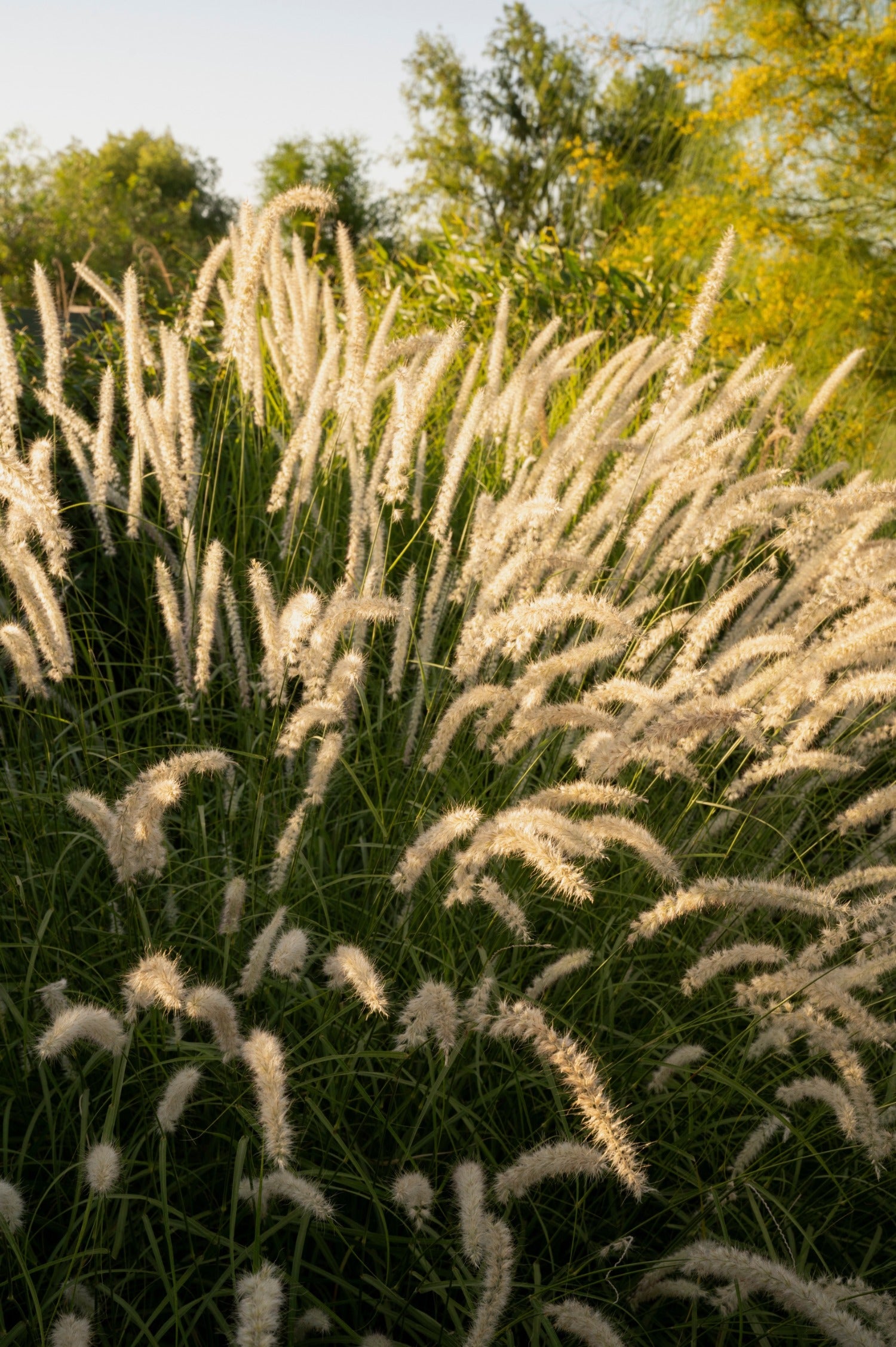 Pennisetum orientale - lampenpoetsersgras vaste plant