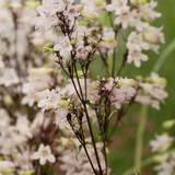 Penstemon digitalis 'Husker Red'