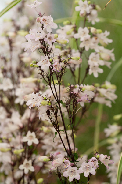 Penstemon digitalis 'Husker Red'