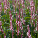 Duizendknoop of Persicaria amplexicaulis 'Rosea'