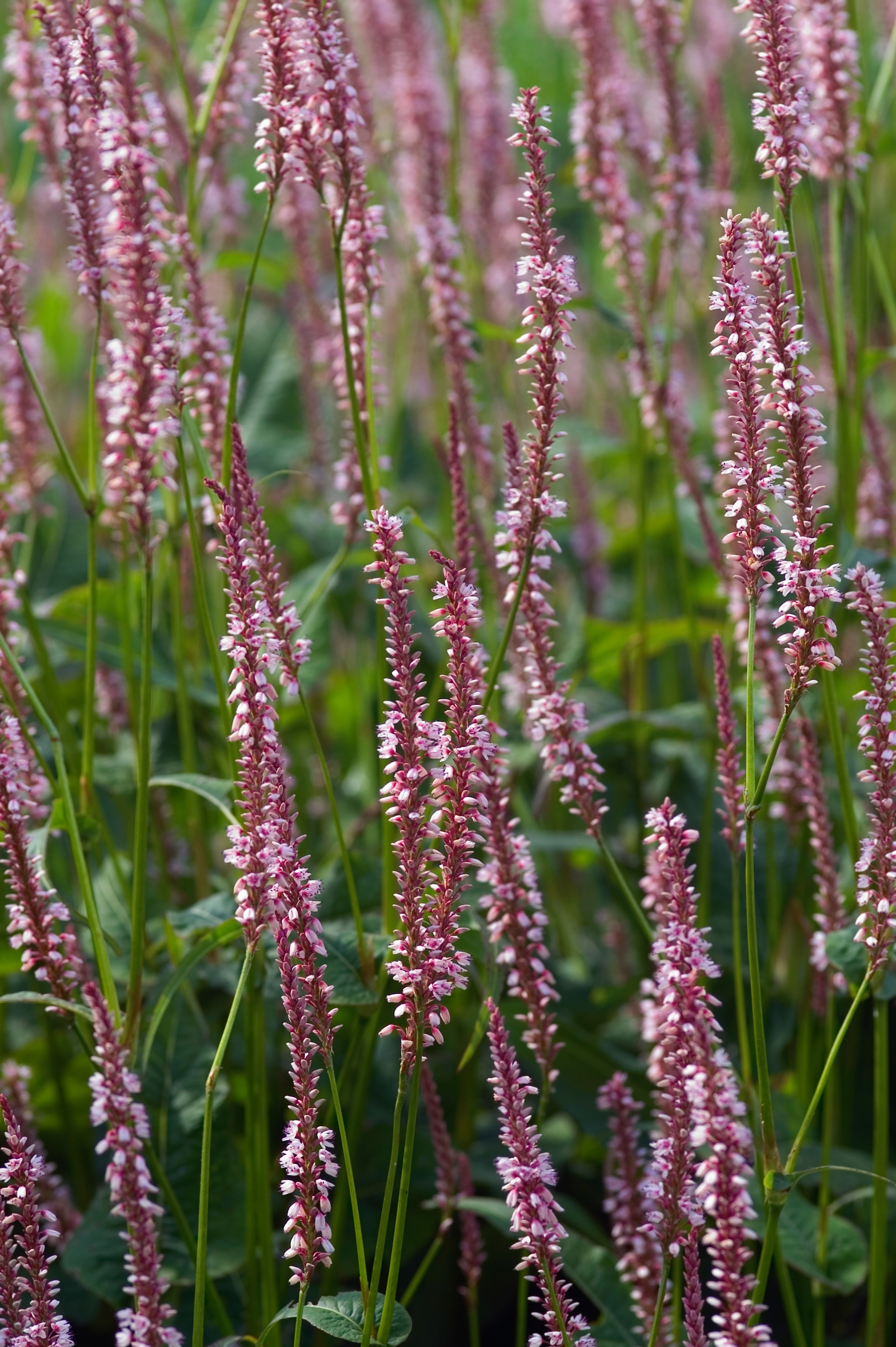 Duizendknoop of Persicaria amplexicaulis 'Rosea'