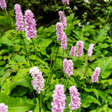 Persicaria bistorta