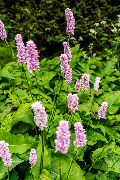 Persicaria bistorta