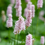 Duizendknoop of Persicaria bistorta 'Superba'