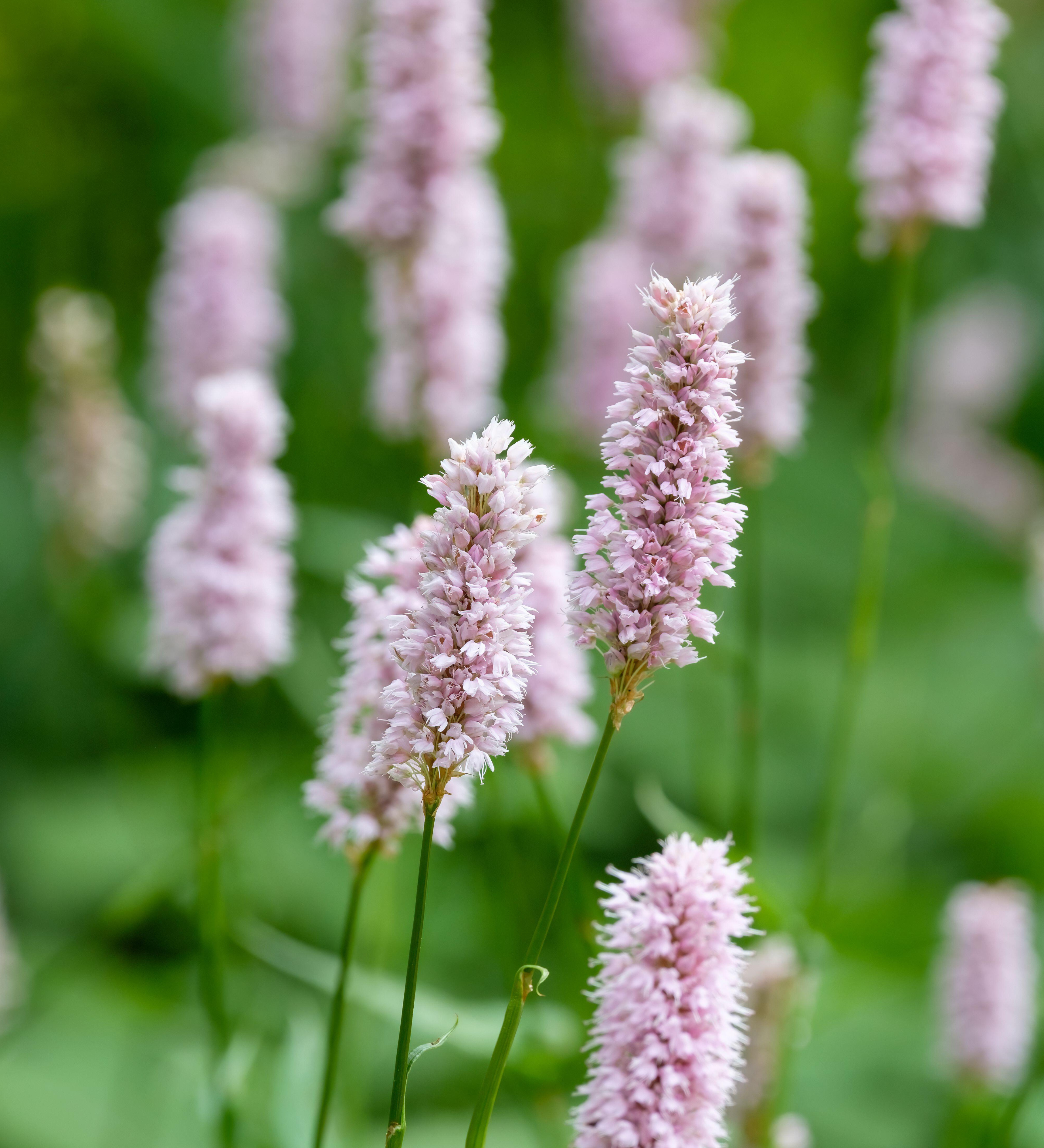 Duizendknoop of Persicaria bistorta 'Superba'