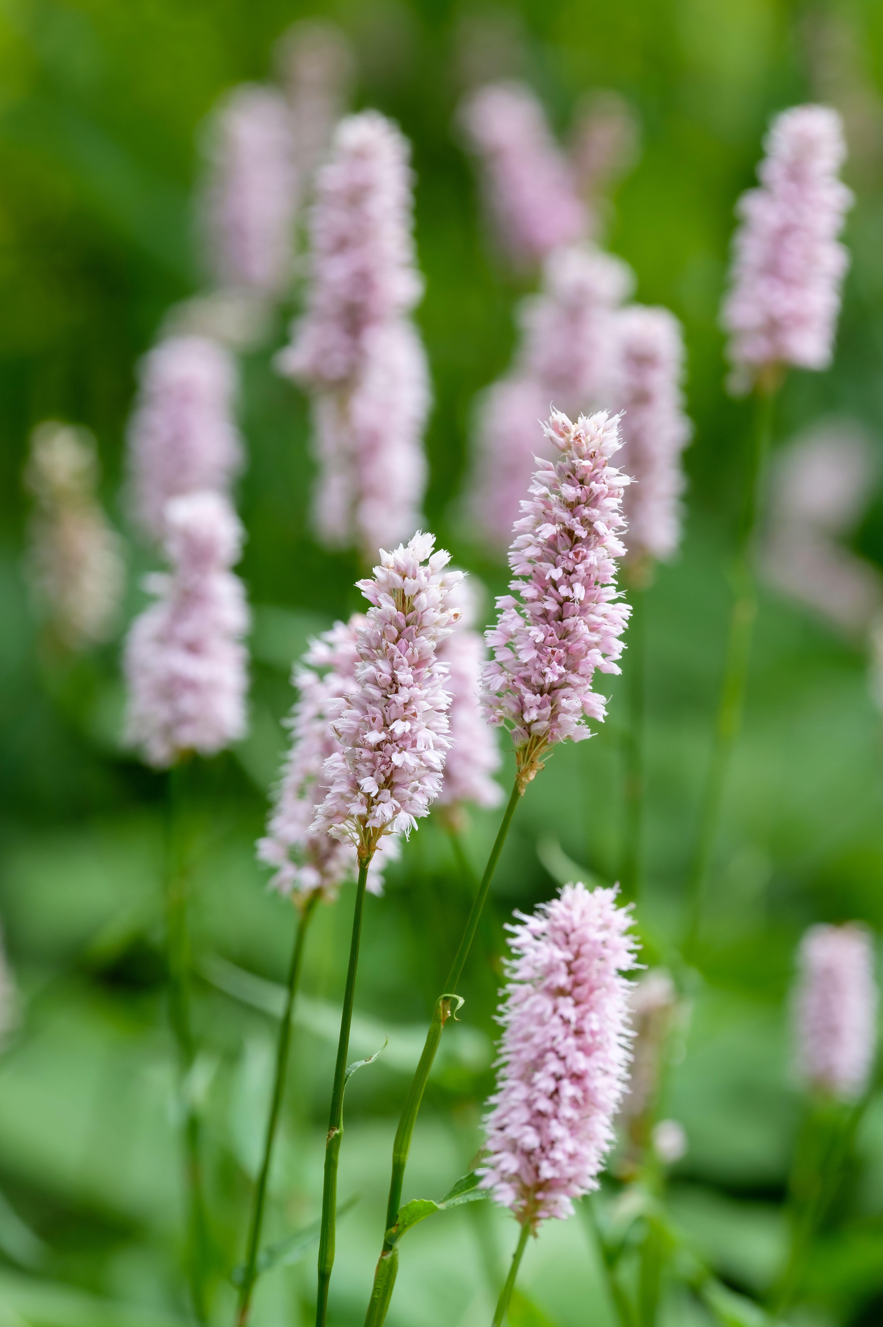 Duizendknoop of Persicaria bistorta 'Superba'